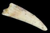 Pterosaur (Siroccopteryx) Tooth - Morocco #101694-1